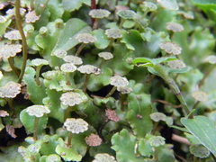 Marchantia