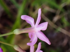 Tulbaghia violacea