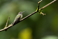 Stephanoxis loddigesii