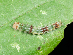Acronicta hamamelis