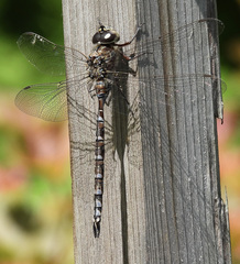 Aeshna canadensis
