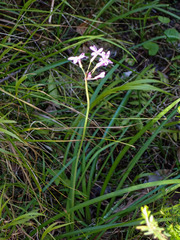 Tulbaghia violacea