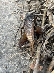Teleogryllus emma