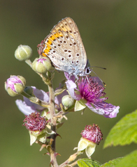 Lycaena alciphron