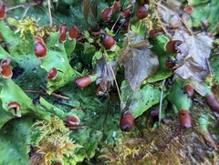 Peltigeraceae