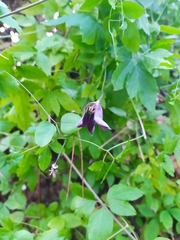 Clematis viticella