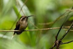 Phaethornis squalidus