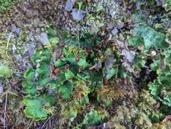 Peltigeraceae
