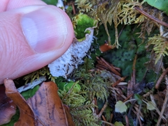 Peltigeraceae