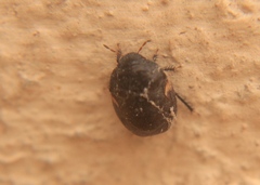 Cydnoides