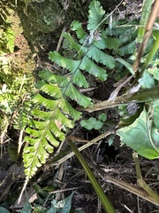 Hymenasplenium cheilosorum