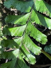 Hymenasplenium cheilosorum