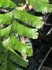 Hymenasplenium cheilosorum