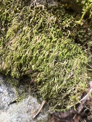 Pterigynandrum filiforme