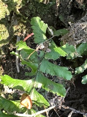 Hymenasplenium cheilosorum