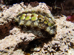 Acanthochitona garnoti