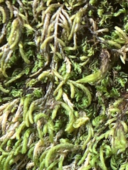 Pterigynandrum filiforme