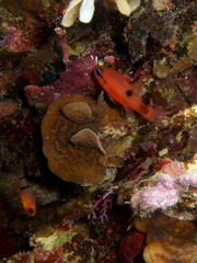 Apogon townsendi