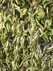 Pterigynandrum filiforme