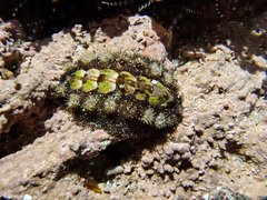 Acanthochitona garnoti