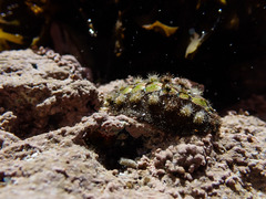 Acanthochitona garnoti