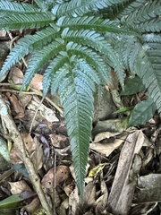 Dryopteris varia