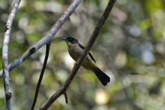 Trichothraupis melanops