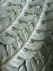 Dryopteris varia