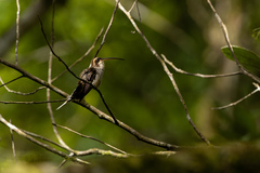 Phaethornis eurynome