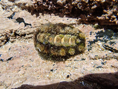 Acanthochitona garnoti