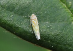Frutioidia bisignata