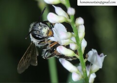 Andrena chengtehensis