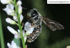 Andrena chengtehensis