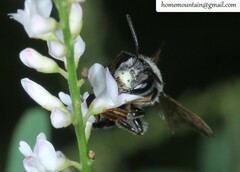 Andrena chengtehensis