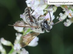 Andrena chengtehensis