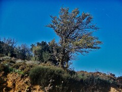 Pyrus elaeagrifolia