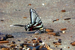 Protographium epidaus