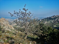 Pyrus elaeagrifolia