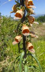 Digitalis ferruginea