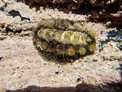 Acanthochitona garnoti