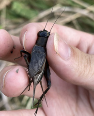 Teleogryllus emma
