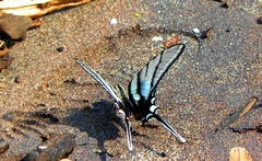 Protographium epidaus