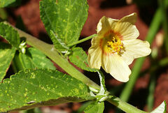 Sida rhombifolia