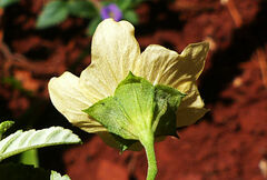 Sida rhombifolia