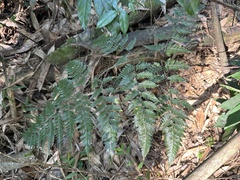 Davallia formosana