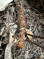 Davallia formosana