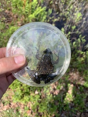 Lithobates septentrionalis