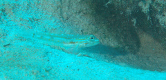 Coryphopterus glaucofraenum