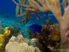 Microspathodon chrysurus