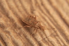 Aufeius impressicollis